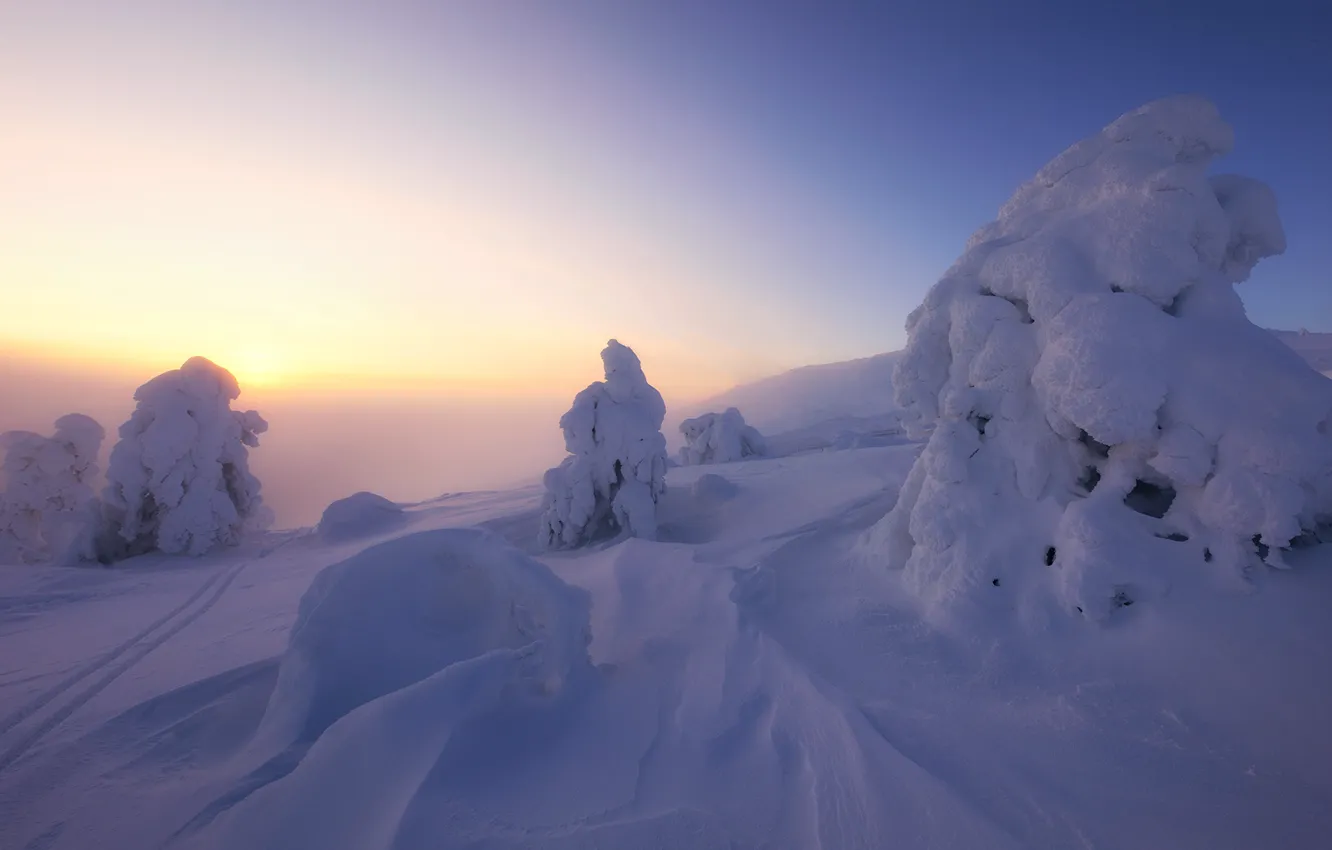 Фото обои зима, снег, деревья, пейзаж, природа, утро, ели, сугробы