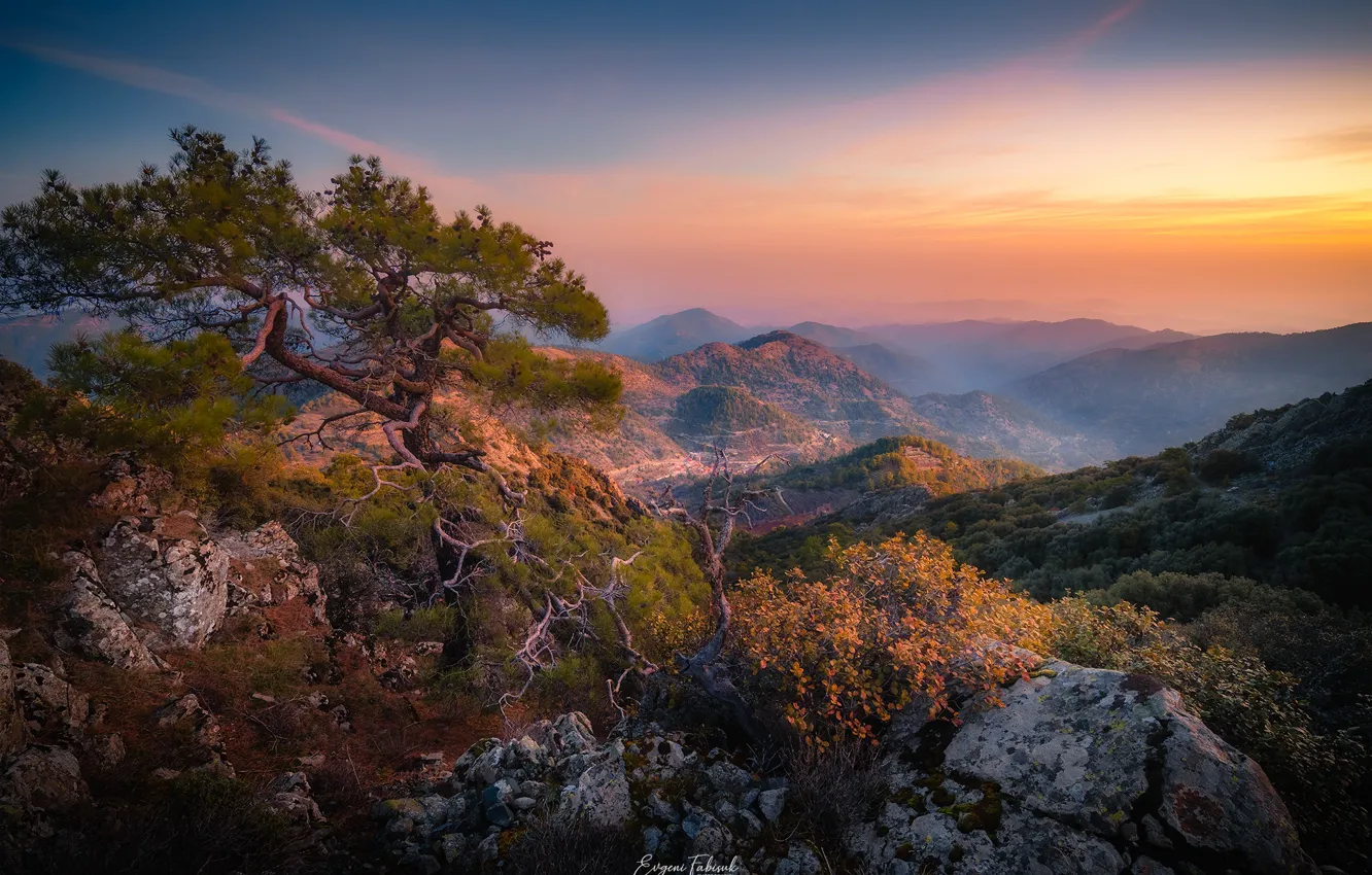 Фото обои пейзаж, горы, природа, туман, дерево, скалы, утро, сосна