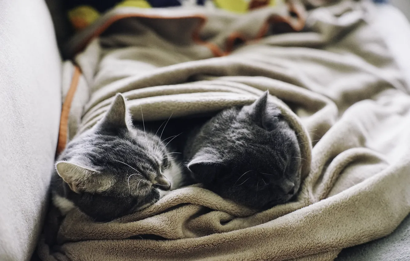 Фото обои животные, кот, коты, шерсть, спят