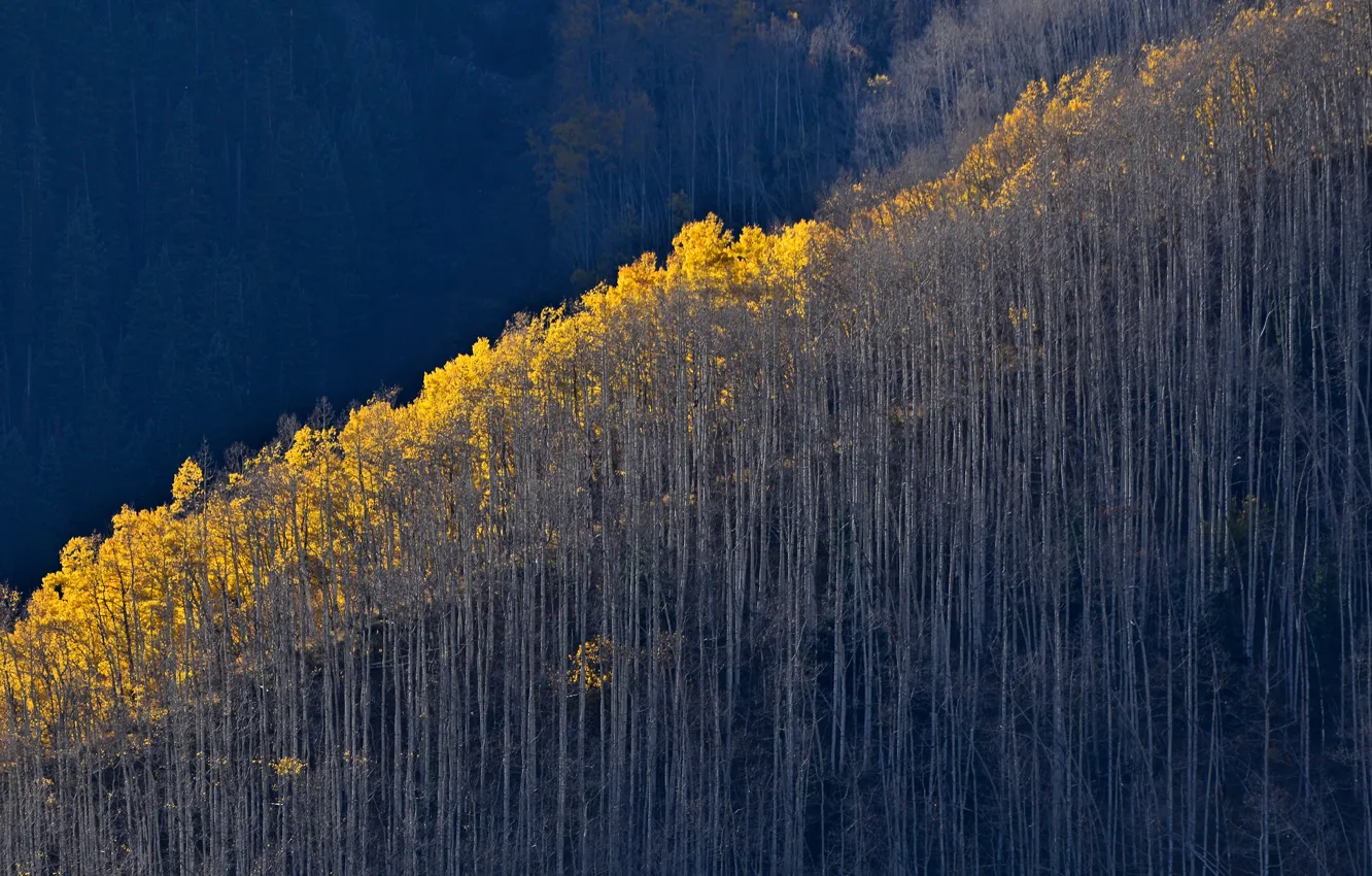 Фото обои осень, лес, деревья, горы, склон