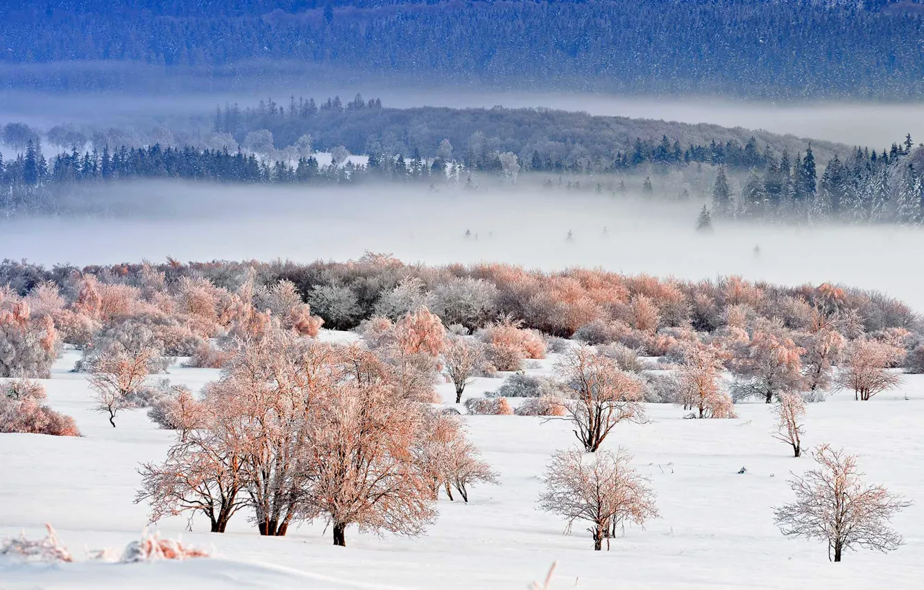 Фото обои зима, снег, деревья, пейзаж, Германия, национальный парк, Северный Рейн-Вестфалия, Айфель