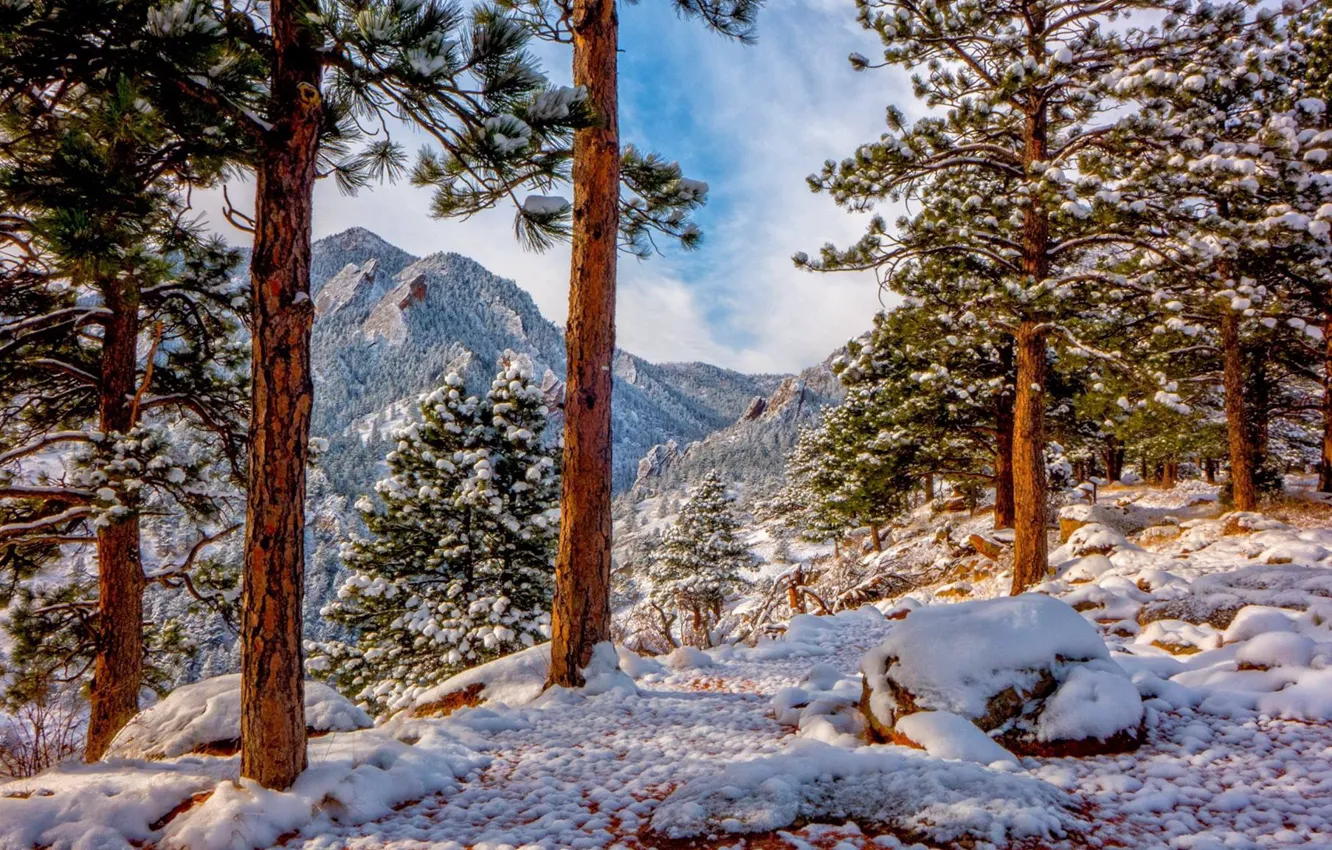Фото обои зима, снег, деревья, горы, Колорадо, сосны, Colorado, Скалистые горы