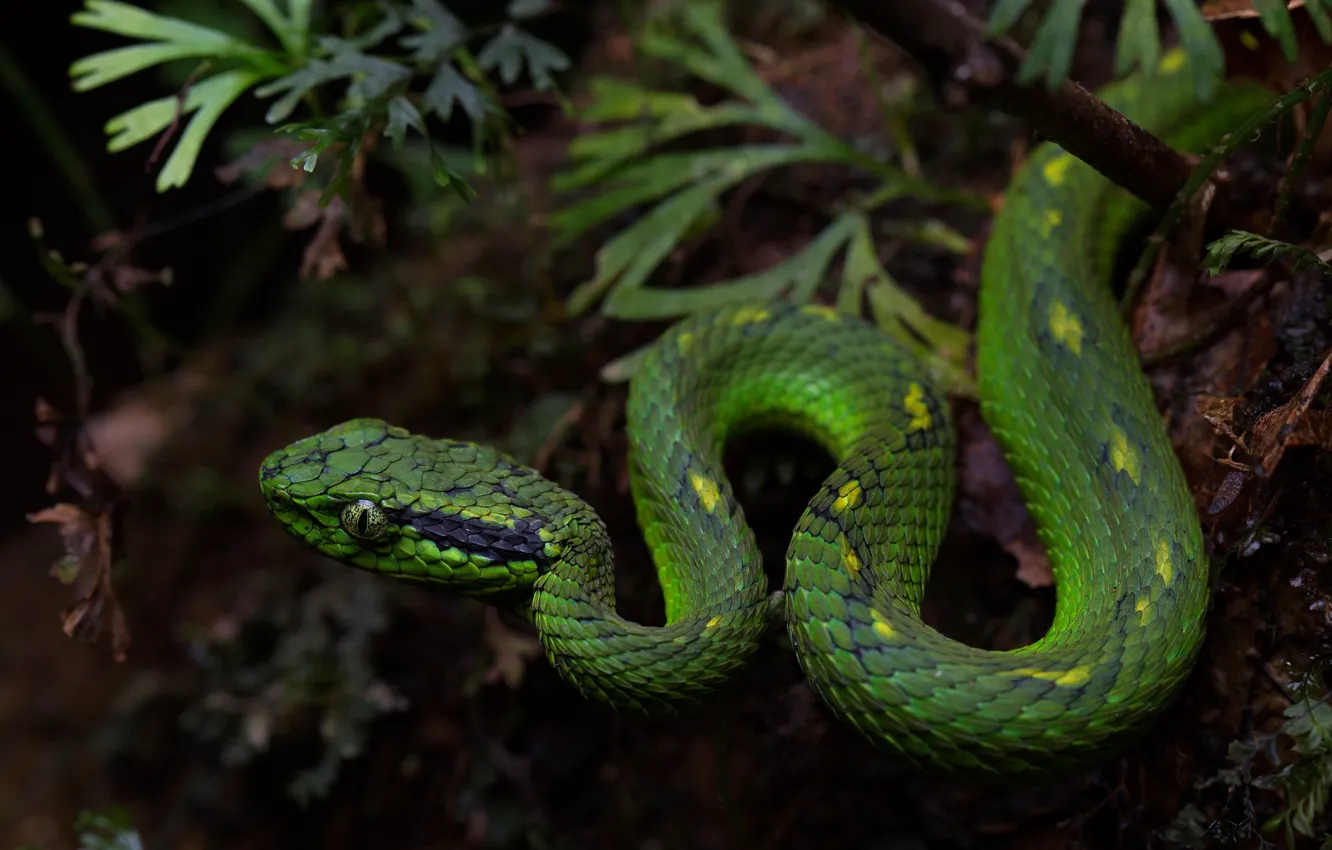 Фото обои природа, змея, зеленая, рептилия