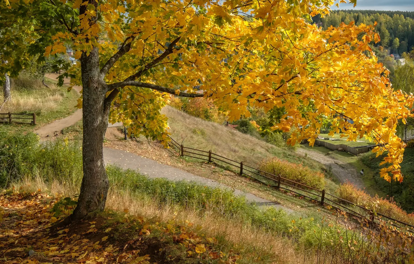 Фото обои осень, природа, дерево, забор, дорожки, клён, Плёс, Андрей Чиж