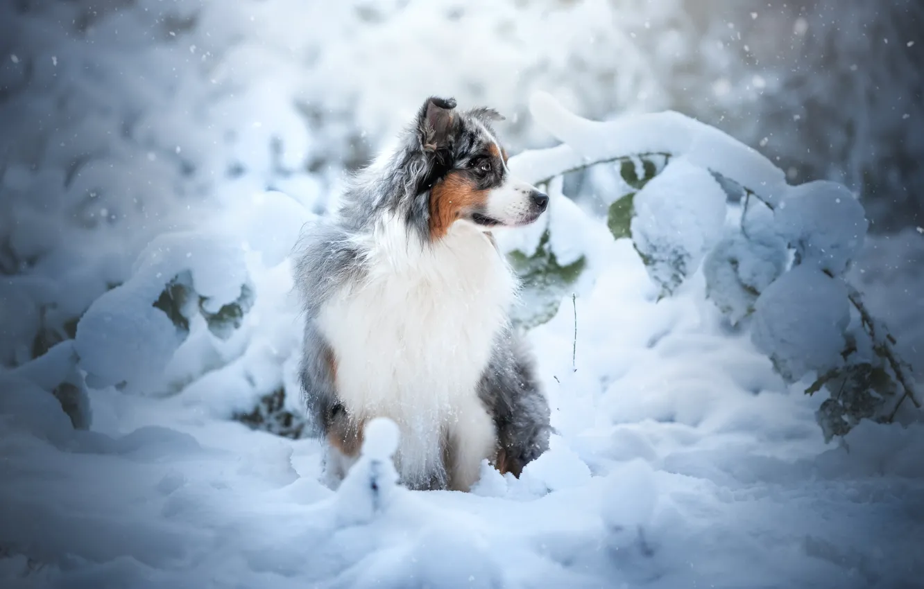 Фото обои зима, лес, снег, собака, сугробы, Австралийская овчарка, Аусси