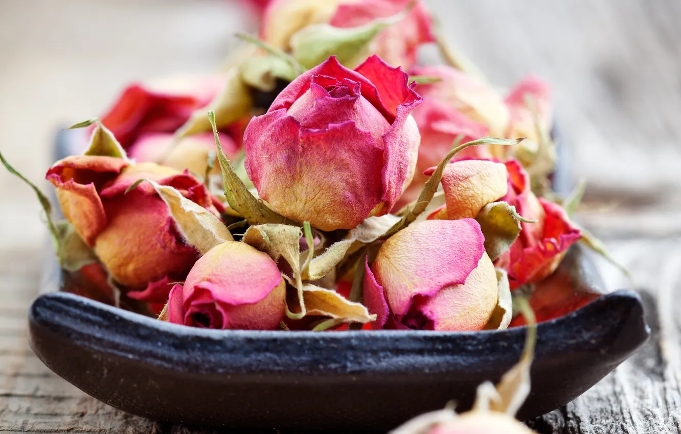 Фото обои розы, сухие, rose, бутоны, wood, romance, bud