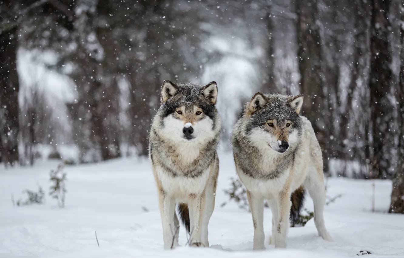 Фото обои снег, природа, волки