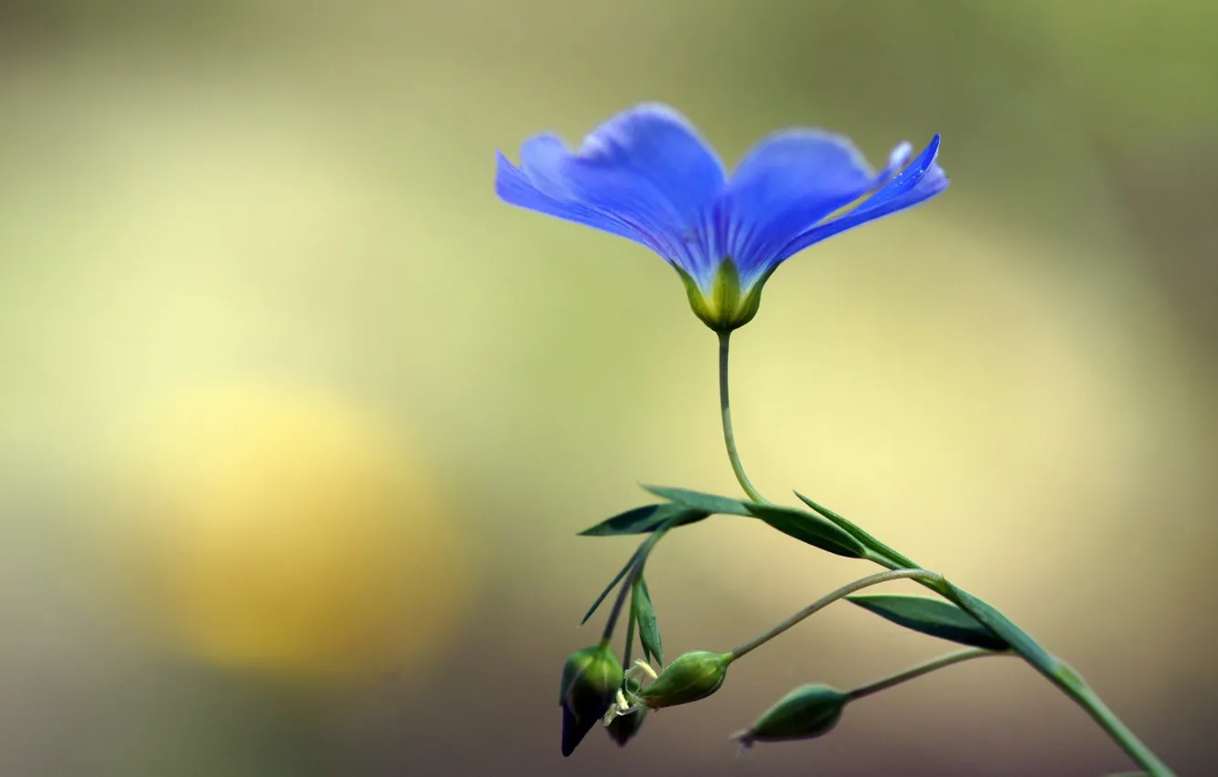 Фото обои цветок, макро, синий, бутоны