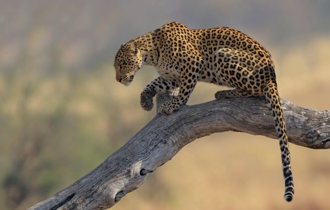 Фото обои фон, леопард, хвост, коряга, дикая кошка