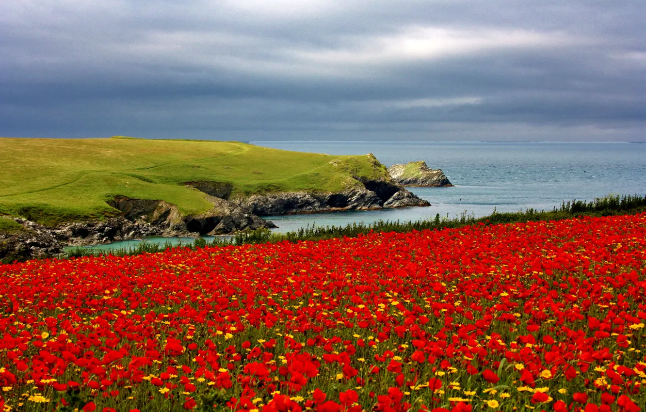 Фото обои море, цветы, камни, побережье, поля, маки, ромашки, красные