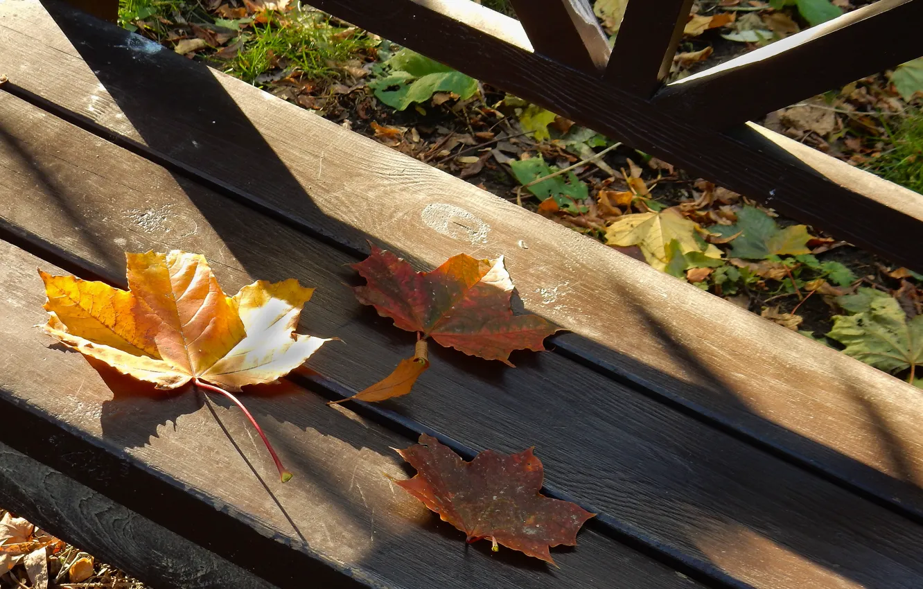 Фото обои осень, листья, лист, widescreen, обои, тени, wallpaper, клен