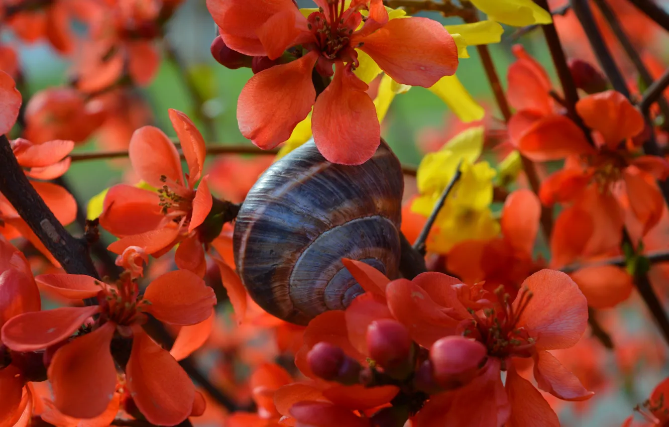 Фото обои Цветы, Улитка, Orange flowers