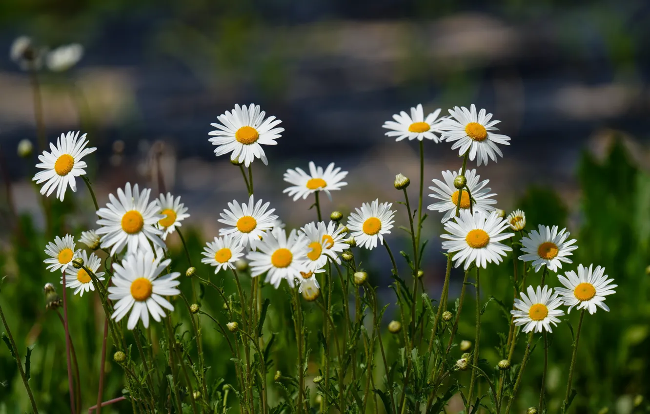 Фото обои цветы, поляна, ромашки, белые, клумба, боке, нивяник