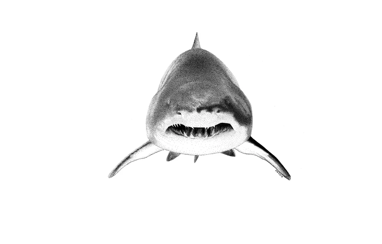 Фото обои хищник, акула, пасть, клыки