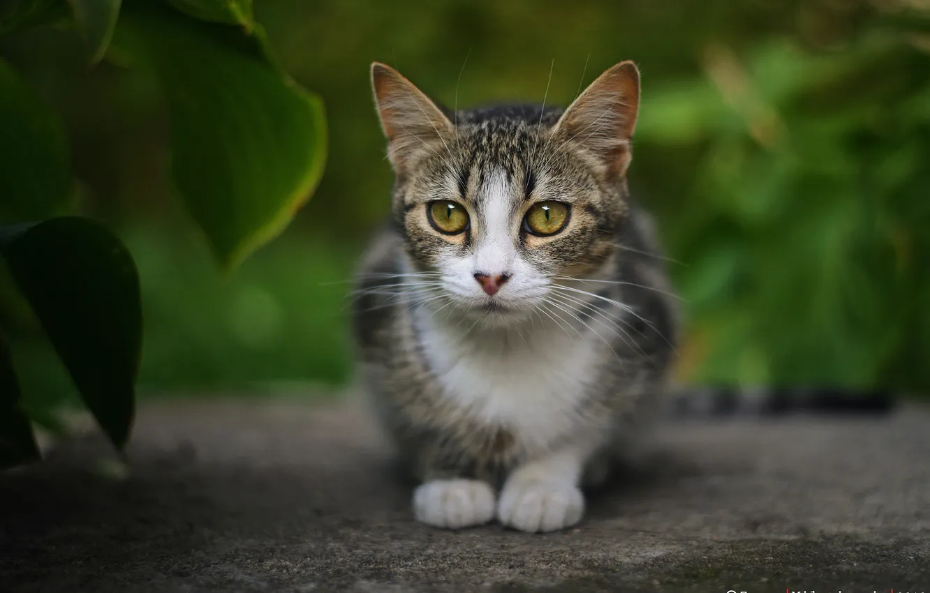 Фото обои кошка, кот, взгляд, by Zoran Milutinovic