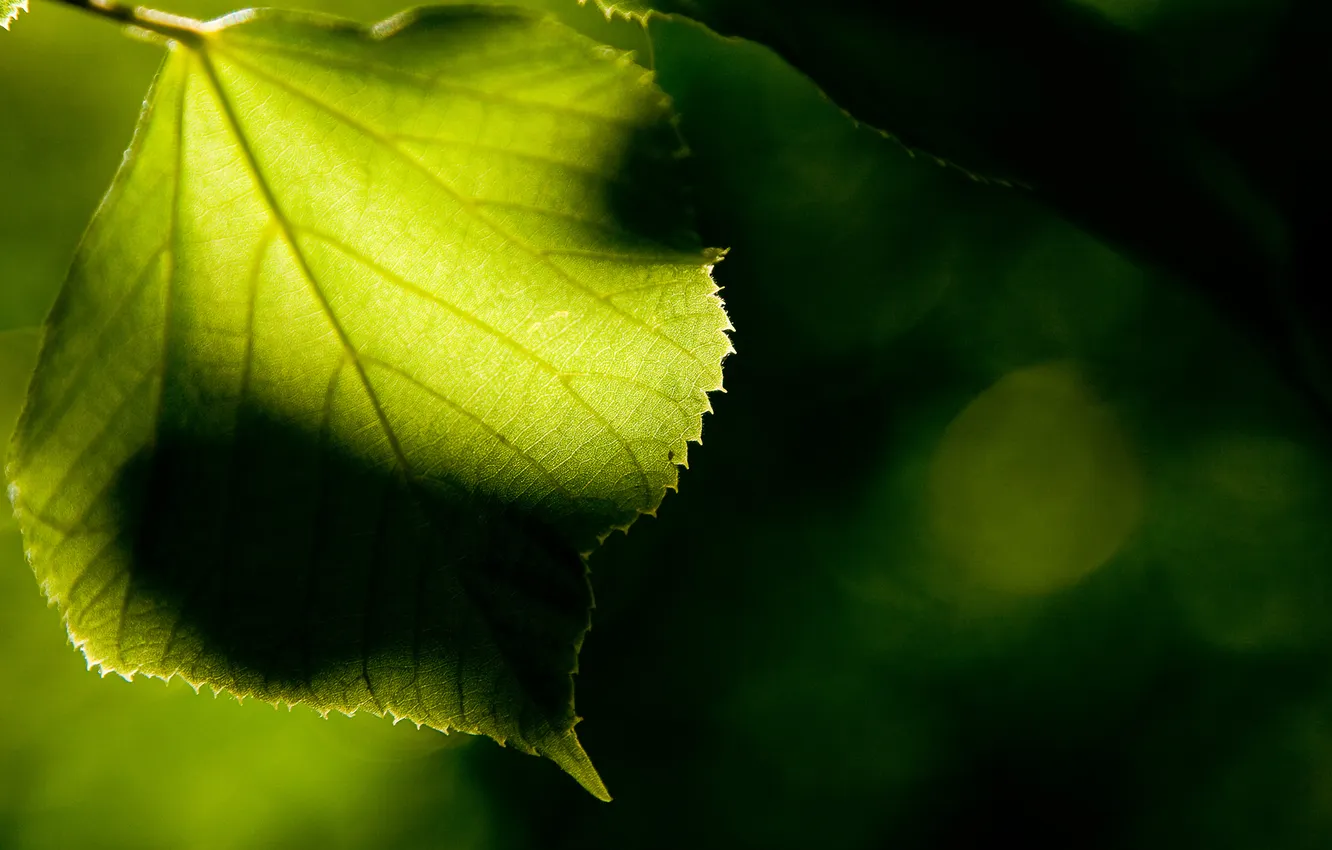 Фото обои макро, лист, зеленый, ветка