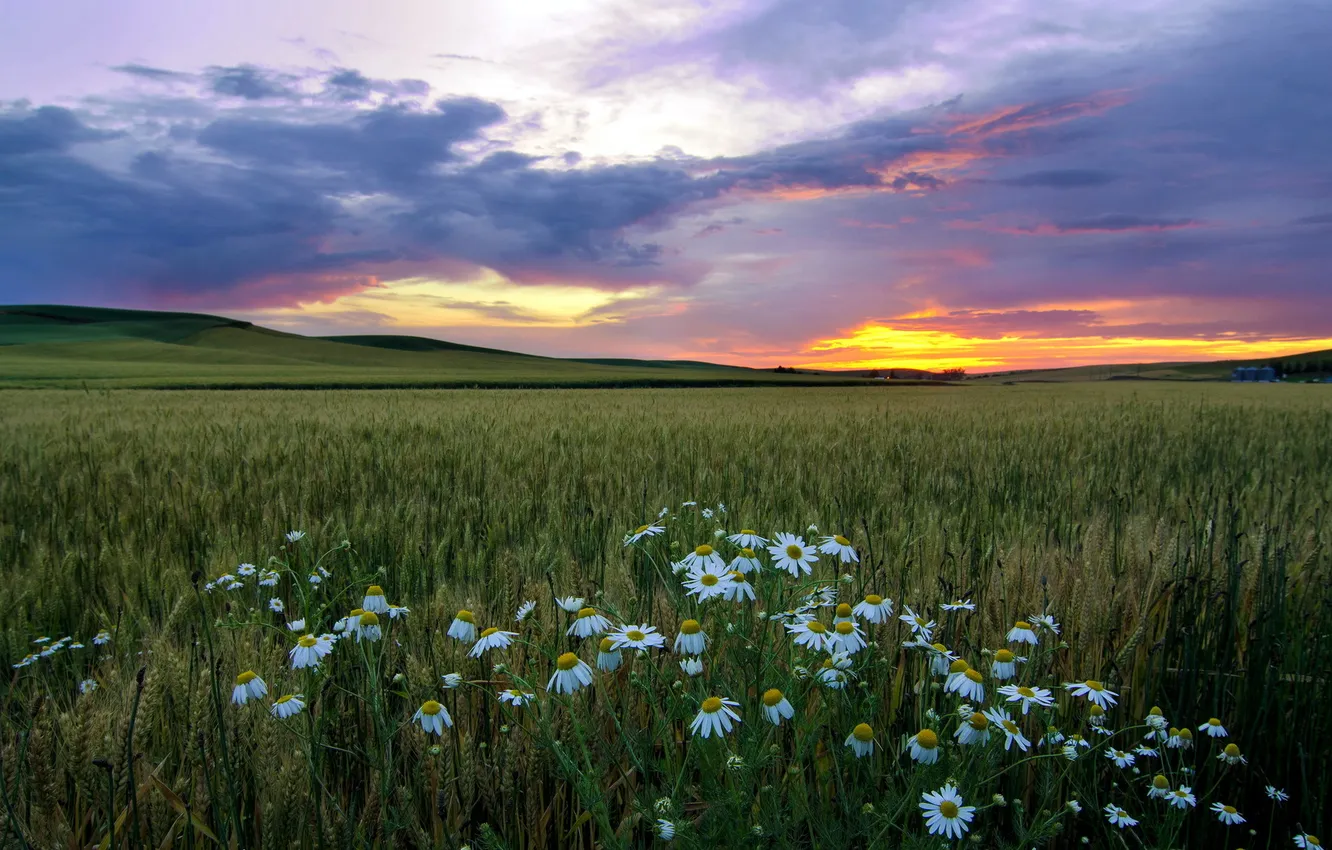 Фото обои поле, пейзаж, закат, ромашки