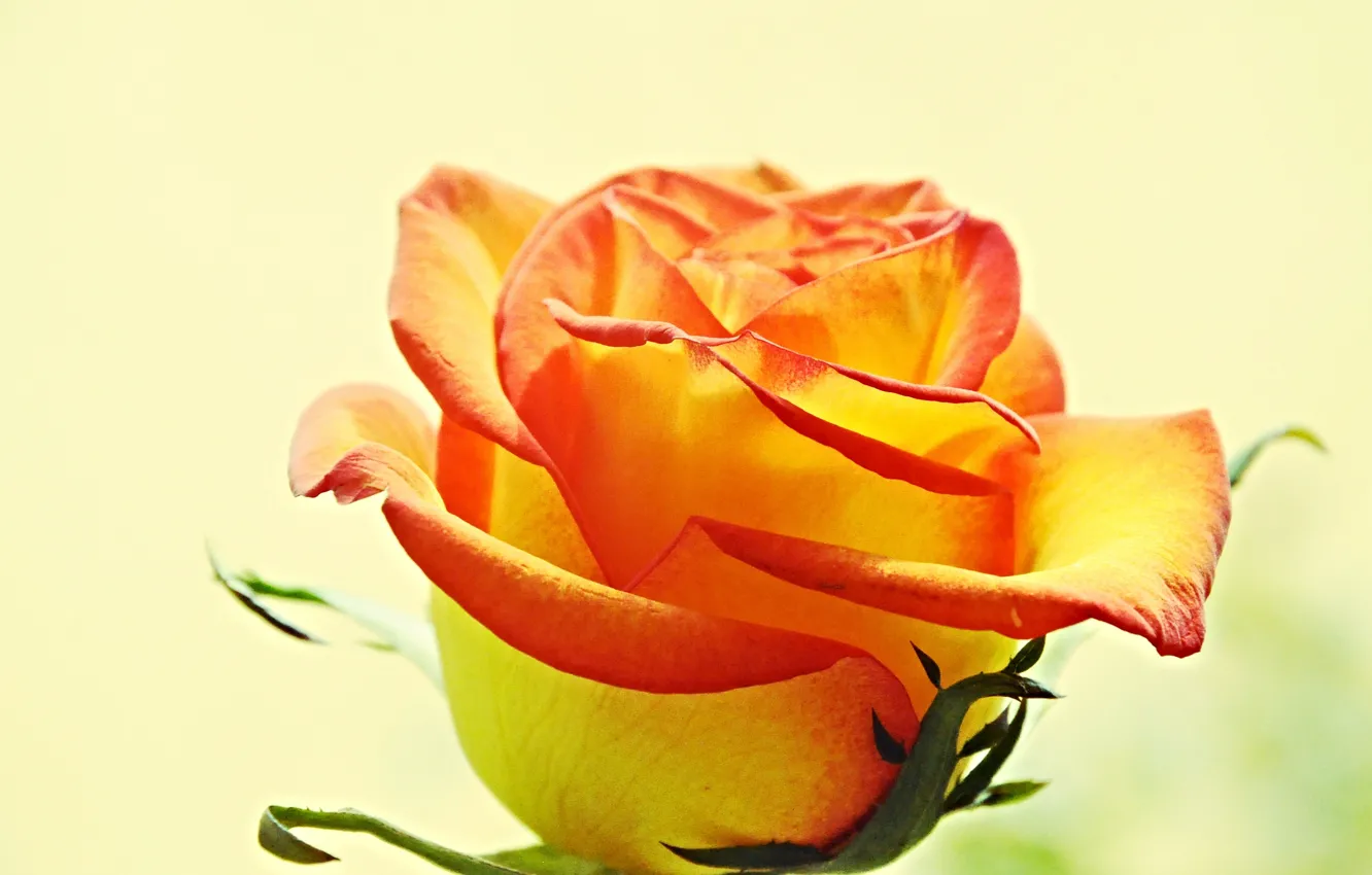 Фото обои цветок, роза, лепестки