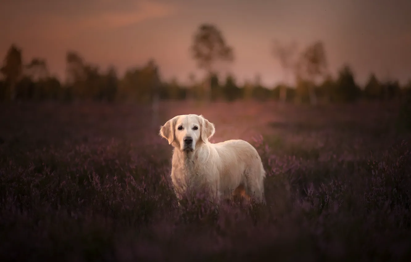 Фото обои поле, собака, лаванда, Голден ретривер, Золотистый ретривер