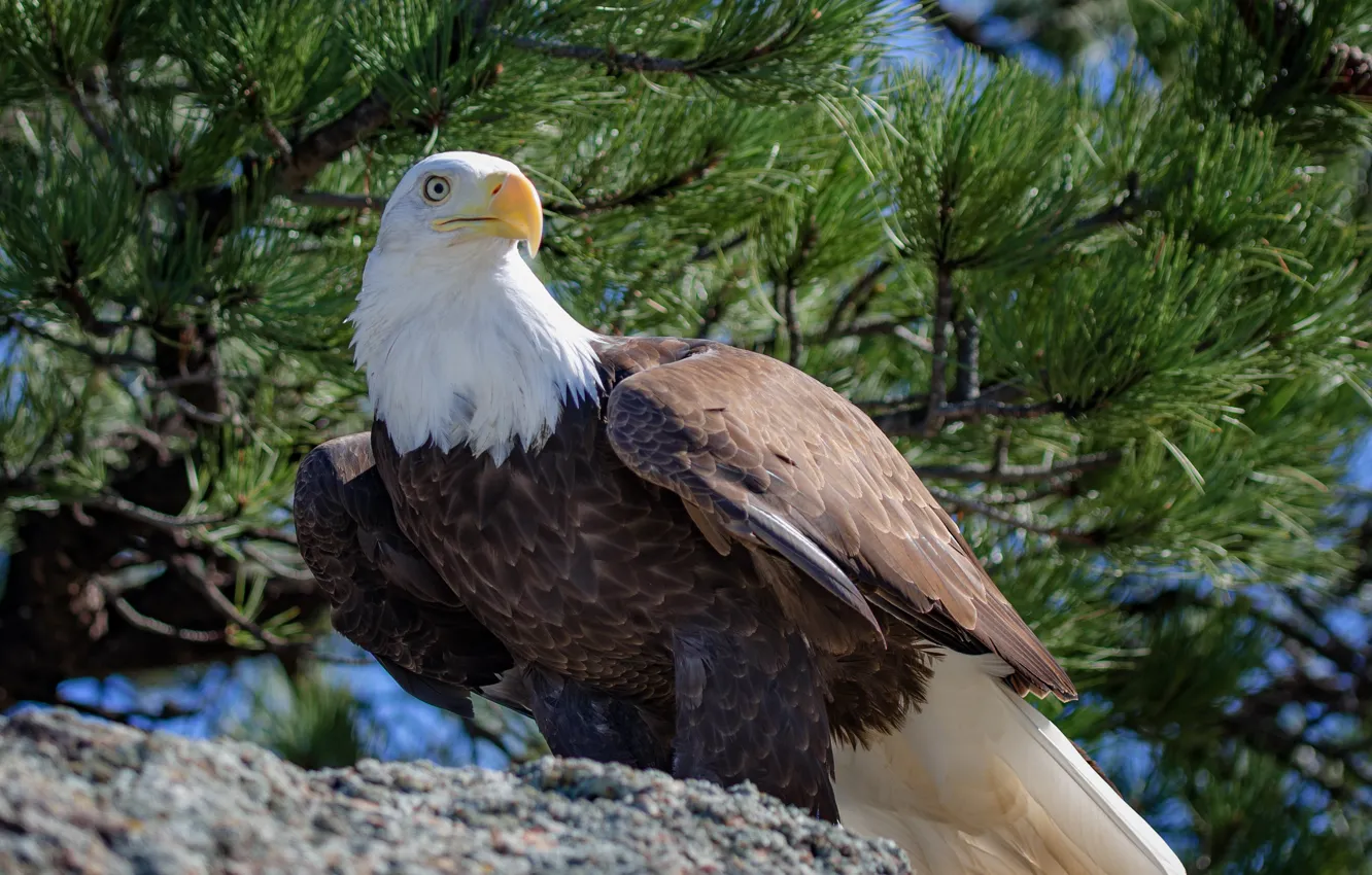 Фото обои клюв, белоголовый орлан, bald eagle