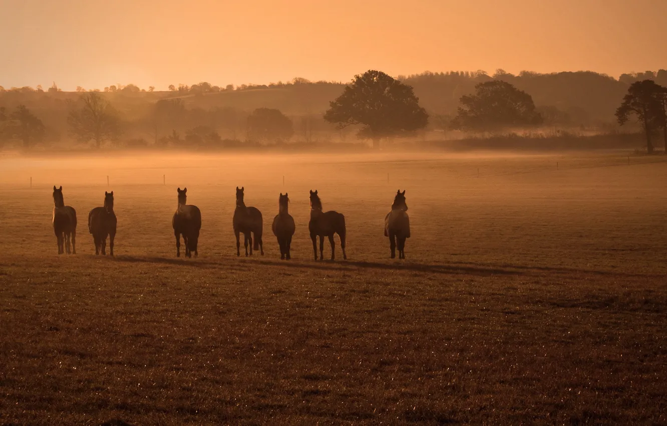 Фото обои поле, туман, кони