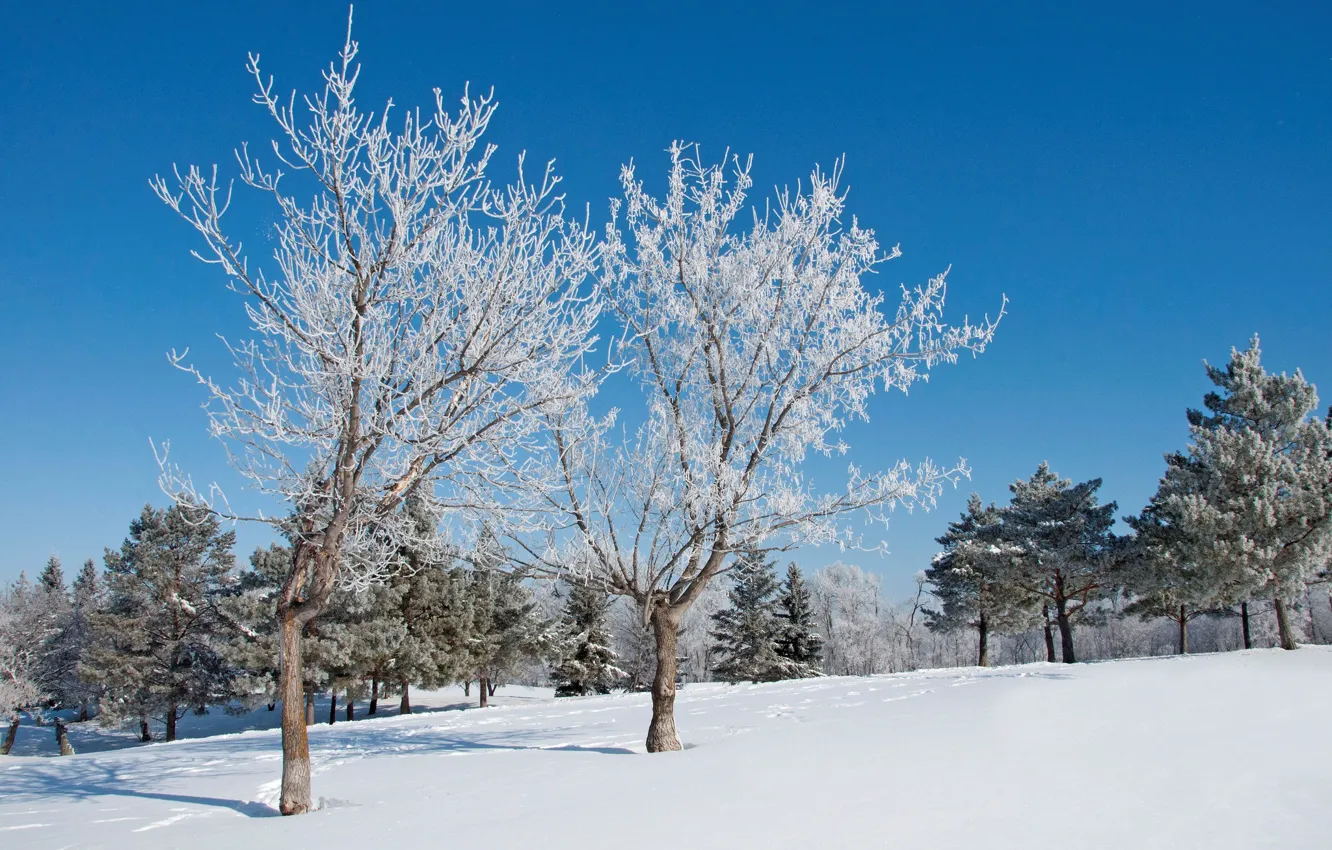 Фото обои зима, снег, деревья, парк