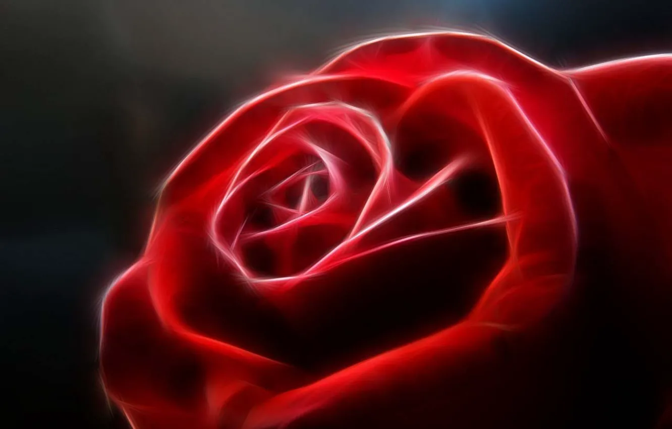 Фото обои цветок, красный, роза