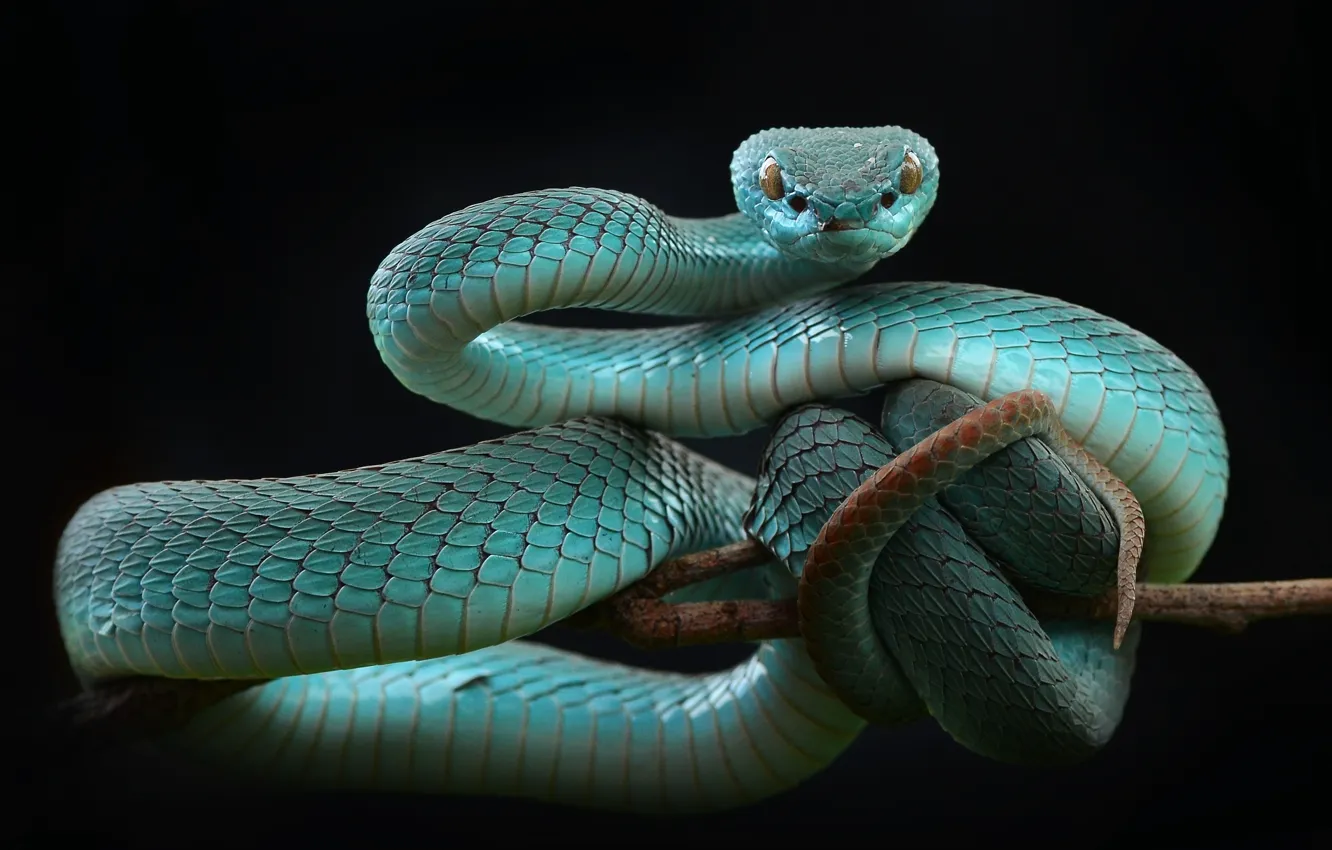 Фото обои змея, Белогубая куфия, Trimeresurus albolabris, категория ямкоголовые