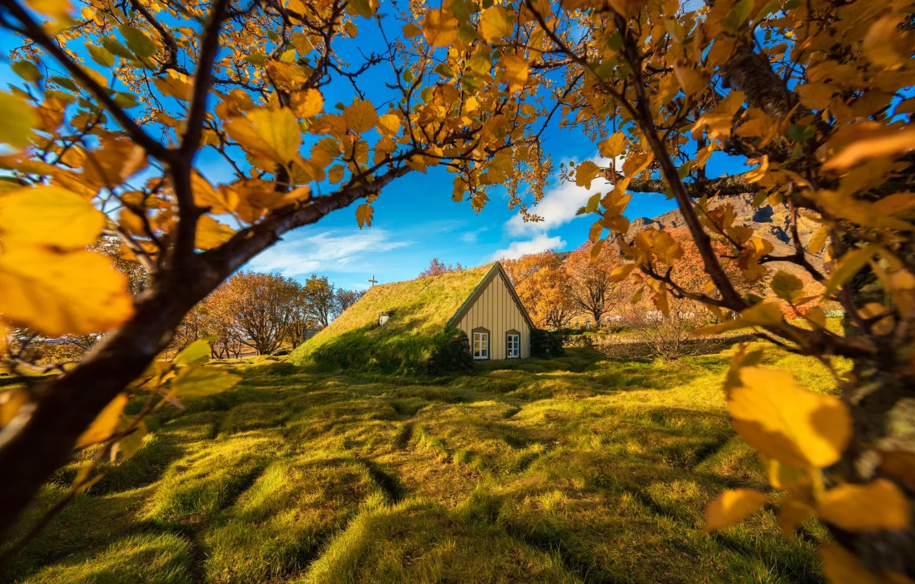 Фото обои осень, деревья, ветки, Исландия, Iceland, Hof, Хоф, дерновая церковь