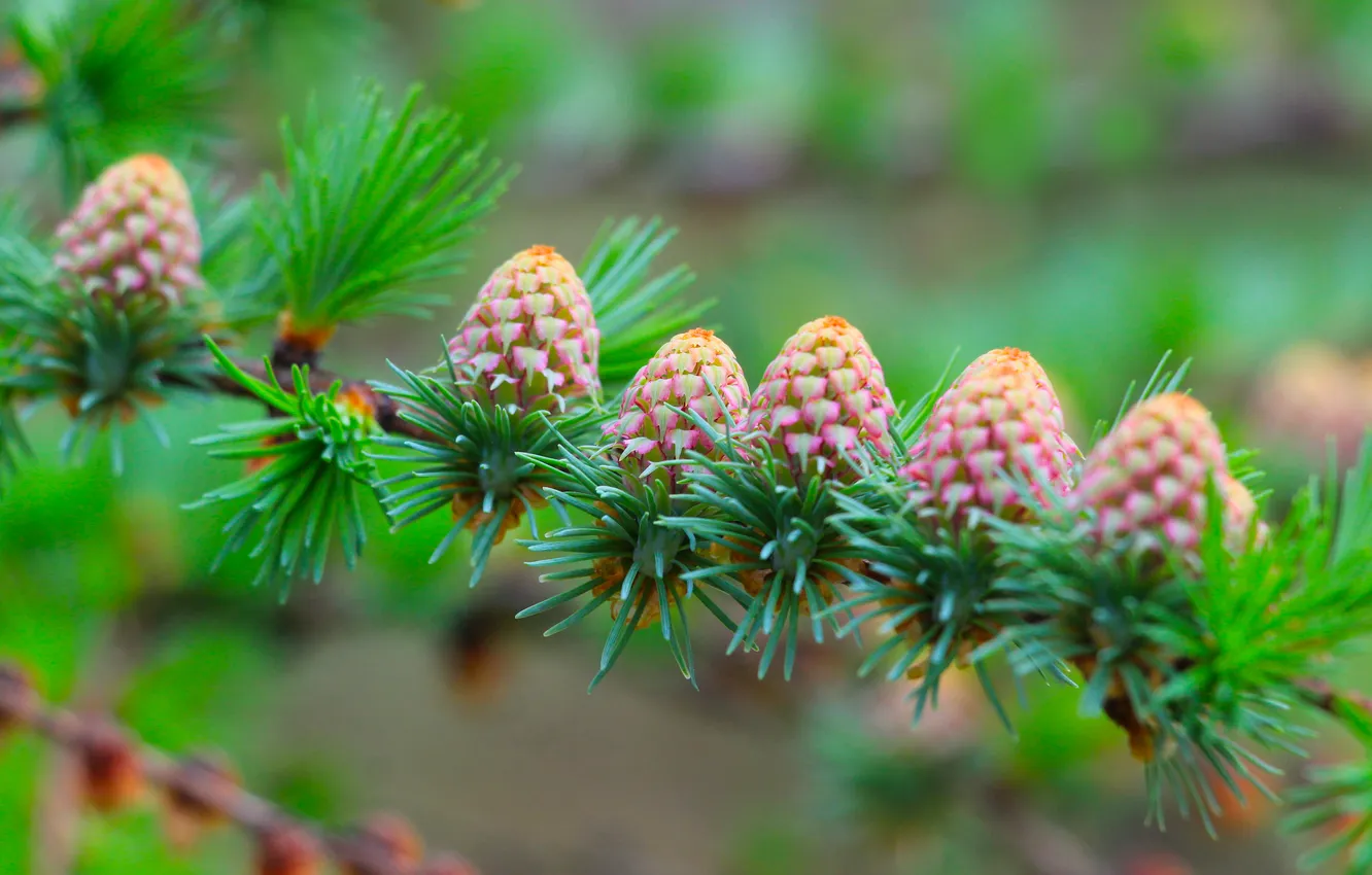 Фото обои cones, pine, twig