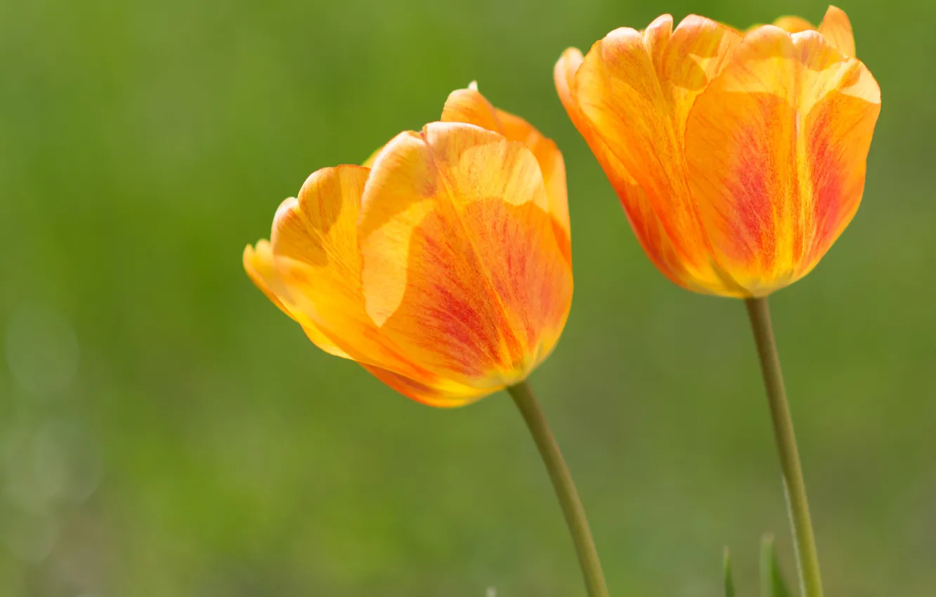 Фото обои цветы, лепестки, тюльпаны, оранжевые