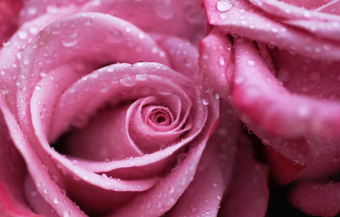 Фото обои капли, цветы, роса, розовая, розы