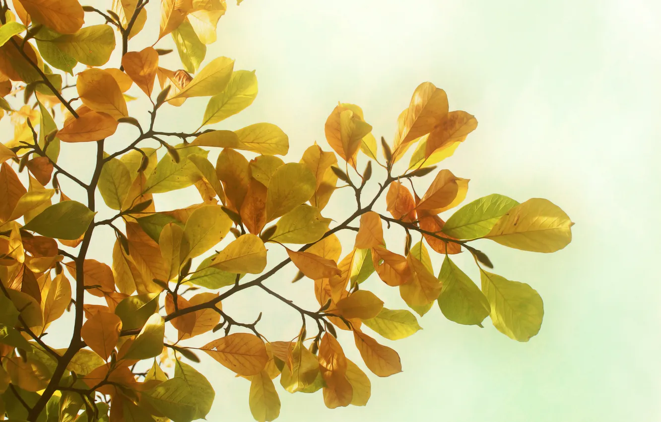 Фото обои осень, листья, деревья, ветки, природа, фото, обои на рабочий стол
