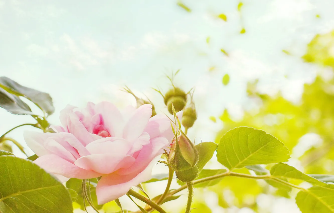 Фото обои цветы, розы, лепестки