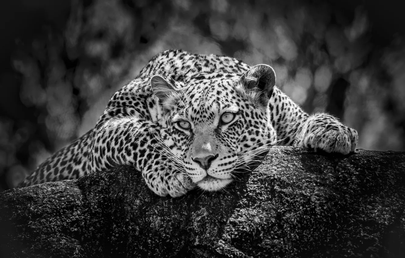 Фото обои кошка, кот, леопард, чёрно - белое фото