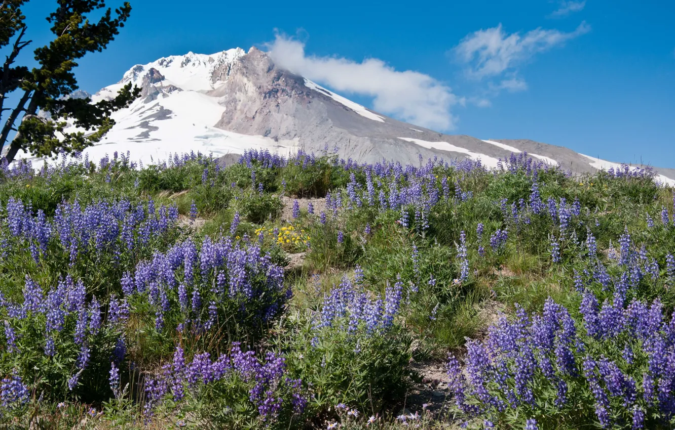 Фото обои цветы, горы, Mt. Hood National Forest