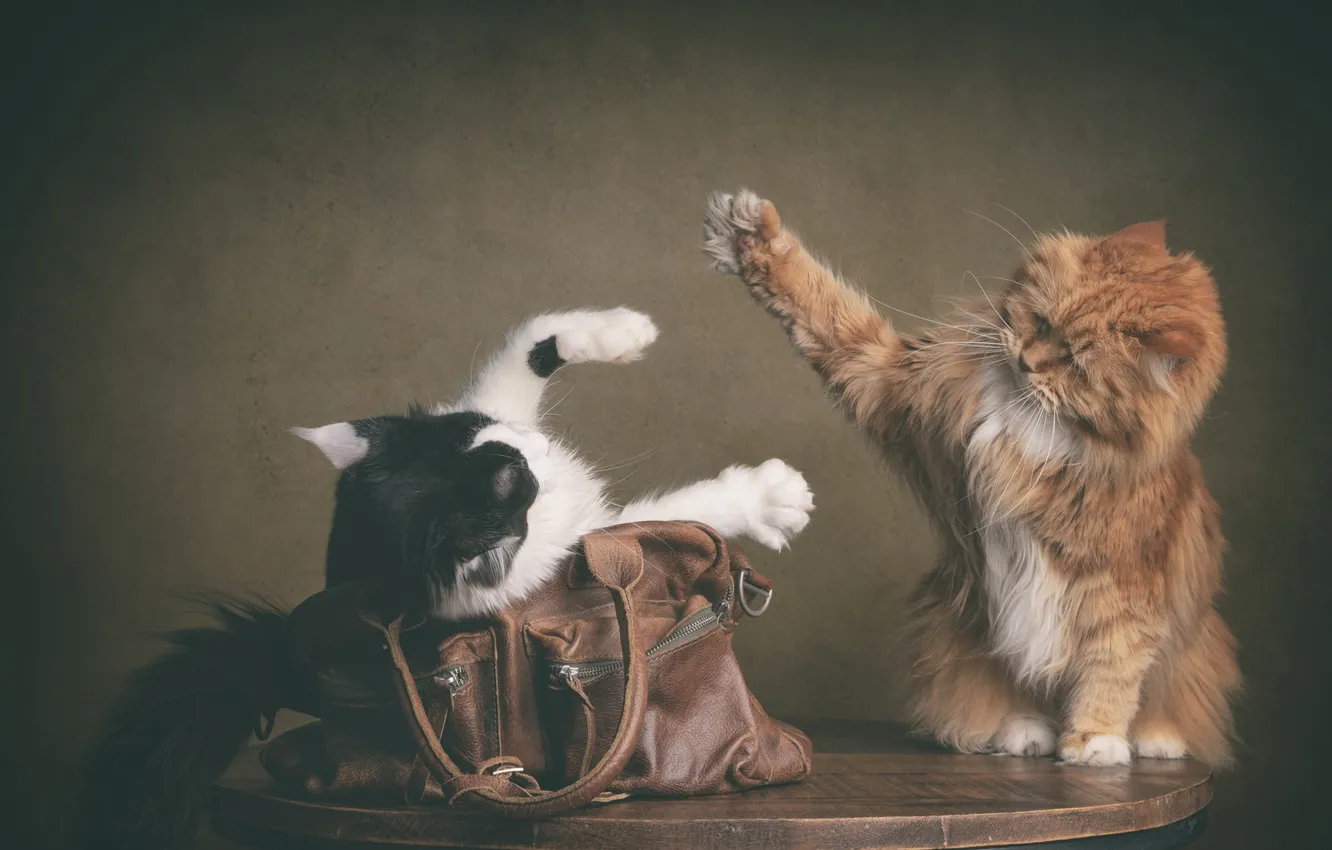 Фото обои кошка, кот, кошки, поза, стол, черно-белый, коты, игра