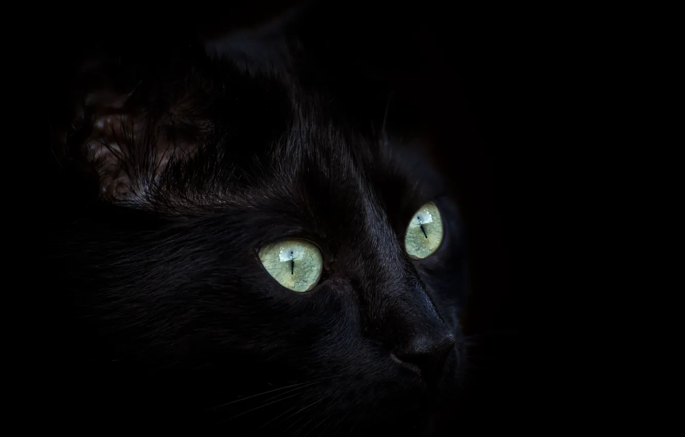 Фото обои глаза, кот, черный