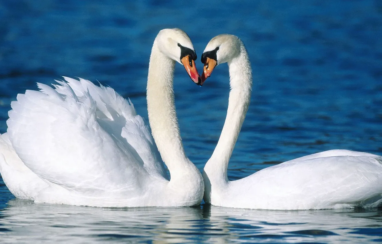 Фото обои вода, любовь, птицы, верность, пара, лебедь, лебеди, красивые
