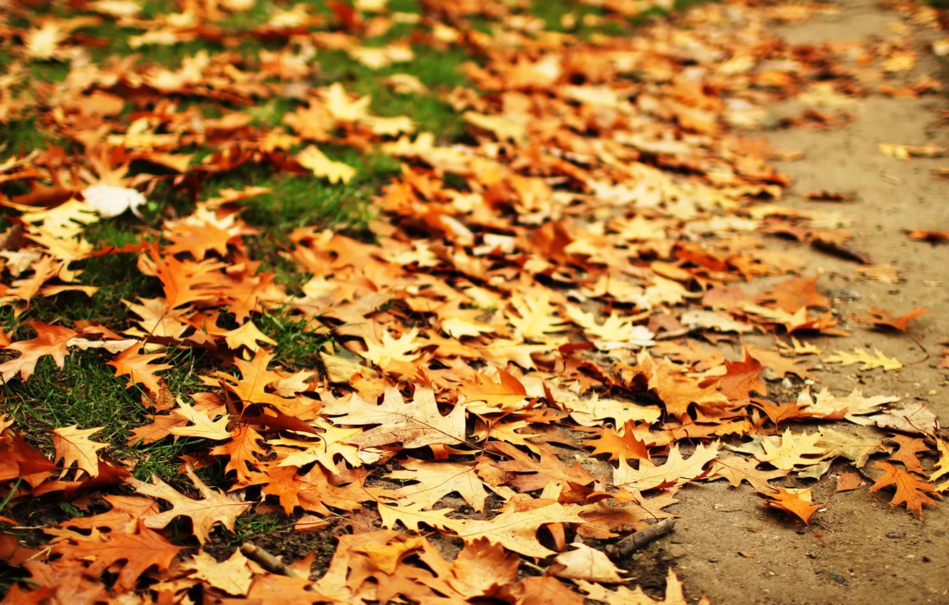 Фото обои осень, листья, дуб