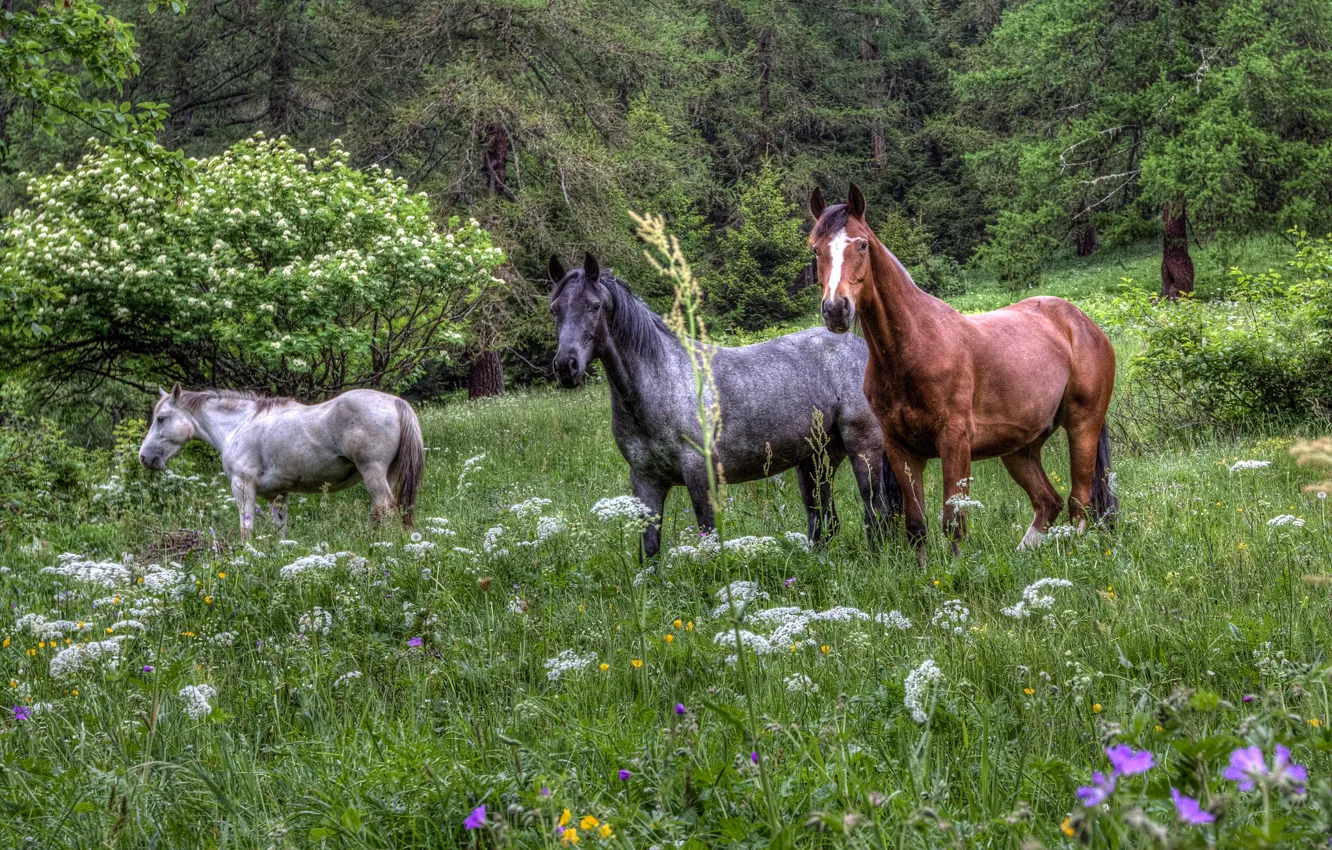 Фото обои лес, трава, цветы, кони, лошади, лужайка