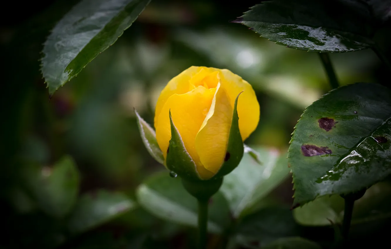 Фото обои листья, желтый, роза, бутон