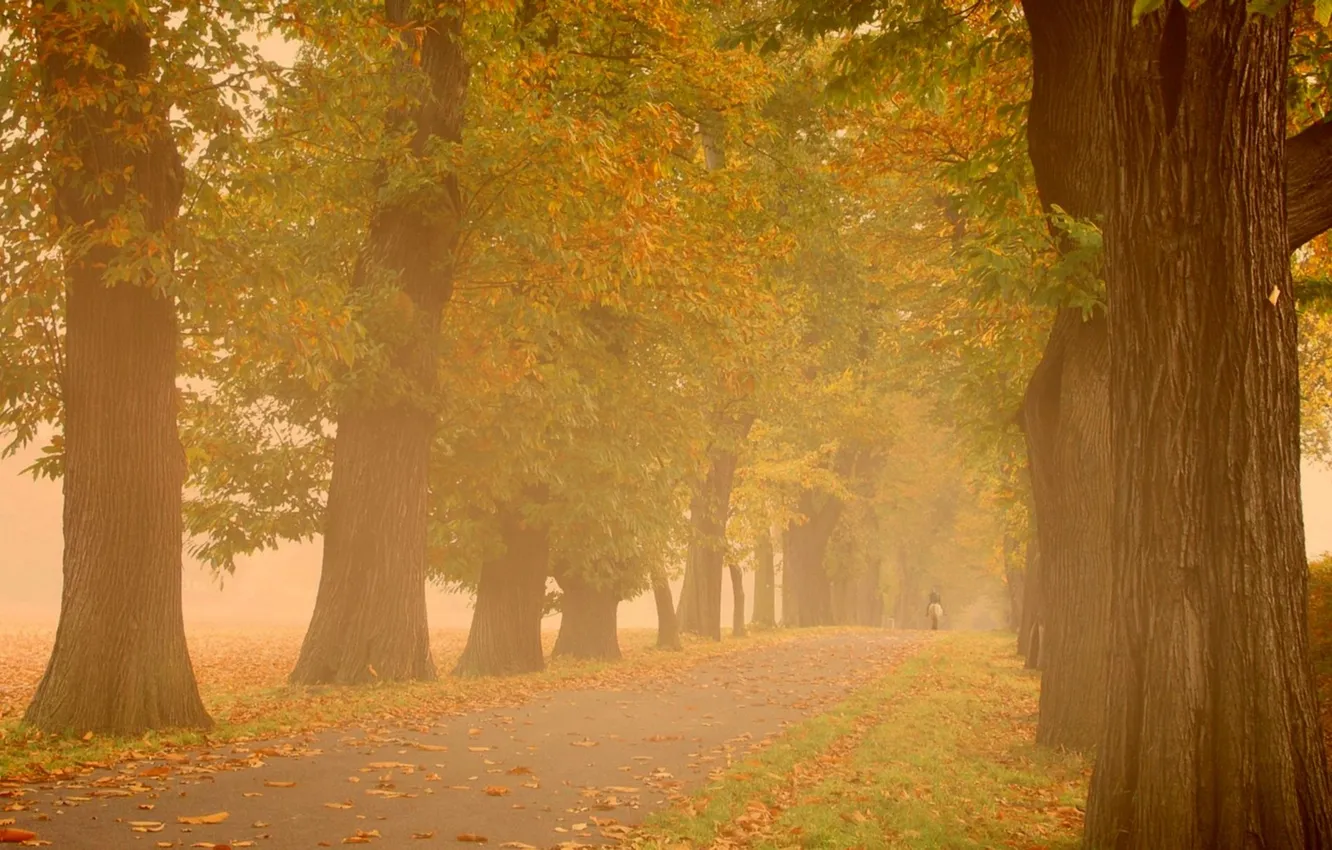 Фото обои осень, деревья, туман, парк, настроение, дымка, прогулка, осенние обои