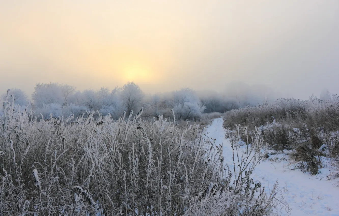 Фото обои зима, поле, туман, утро