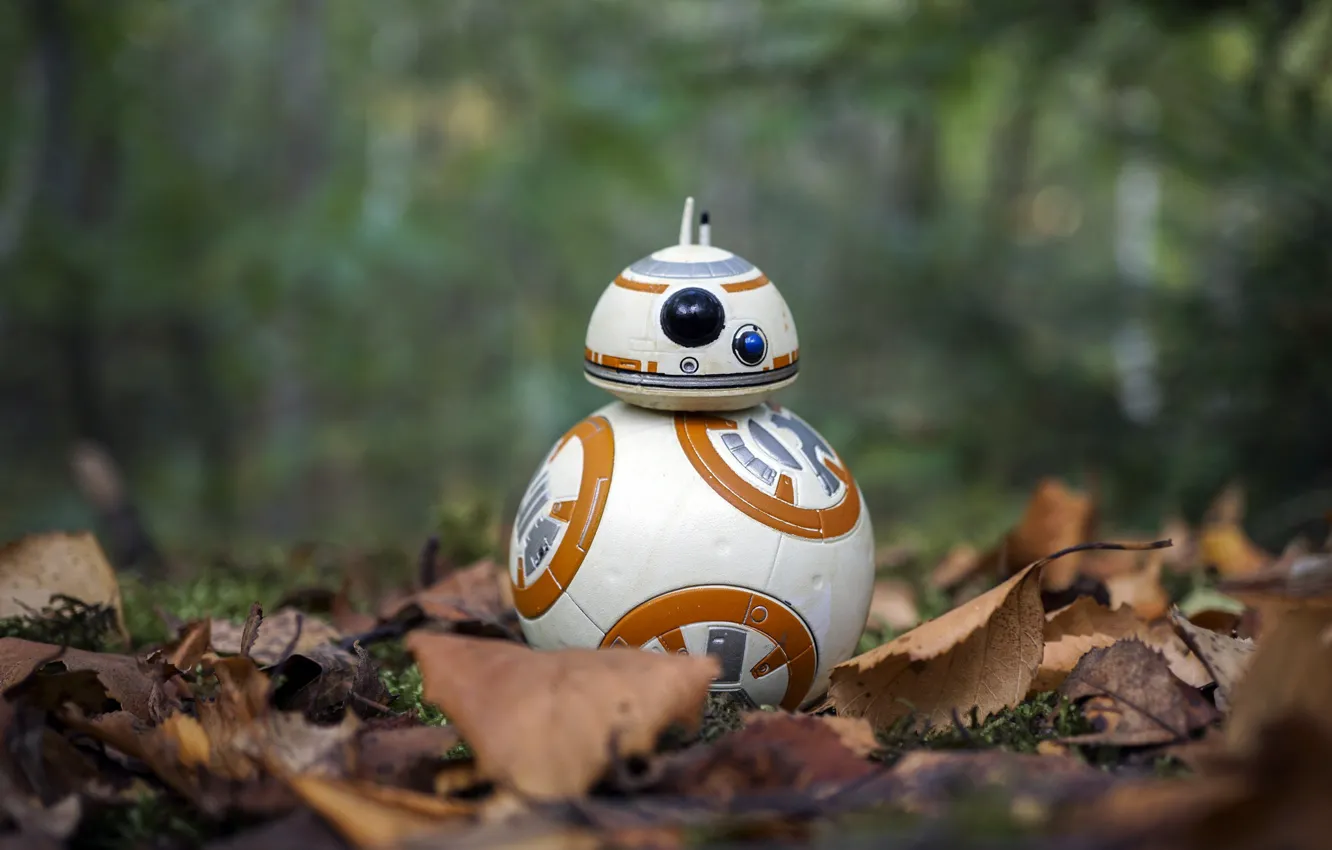 Фото обои Star Wars, autumn, BB-8