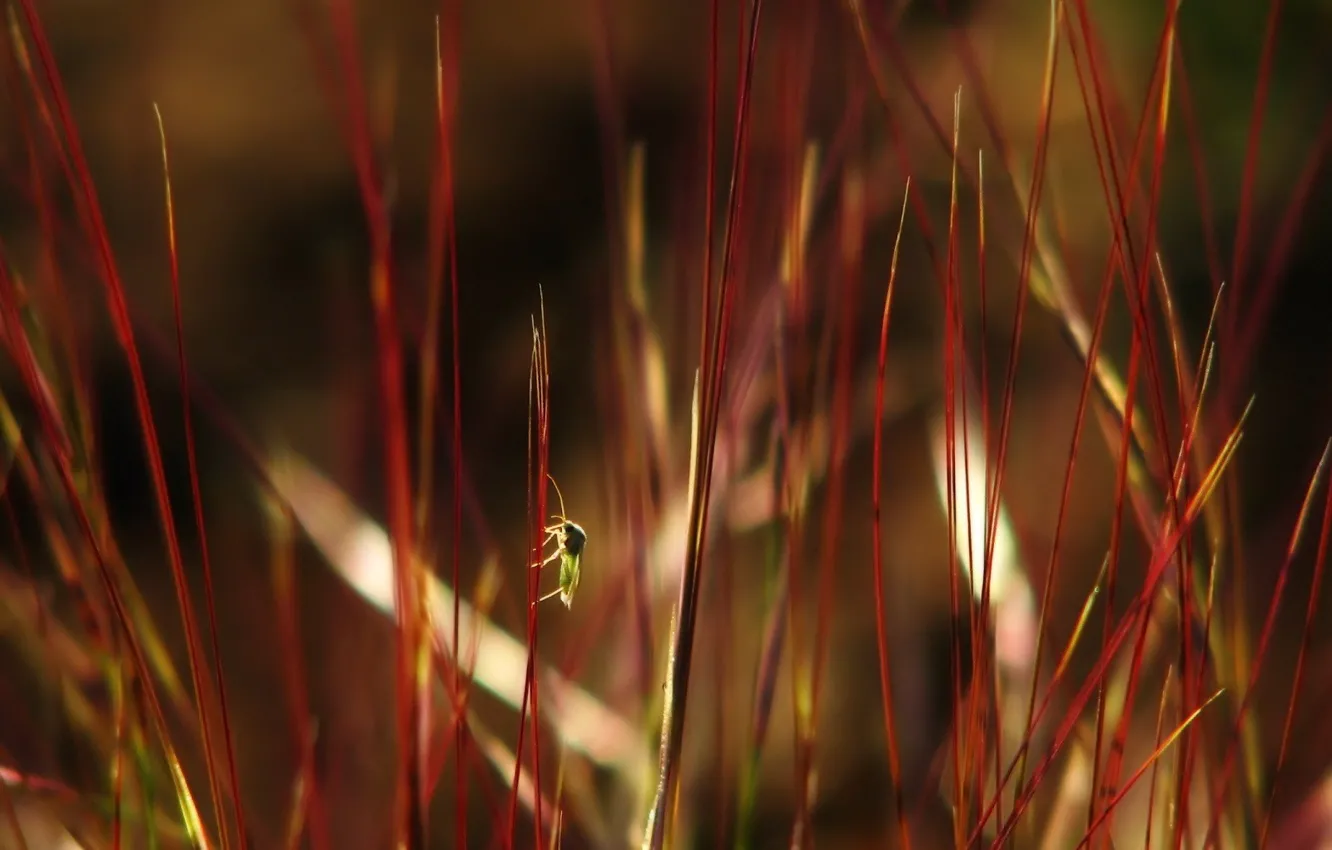 Фото обои трава, листья, близорукость, букашка, красная фигня