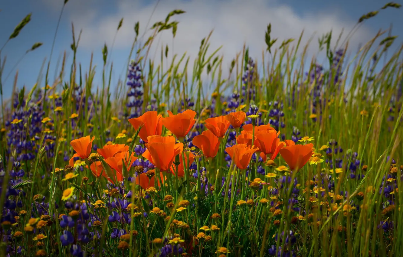 Фото обои поле, цветы, ромашки, колоски, эштольция калифорнийская