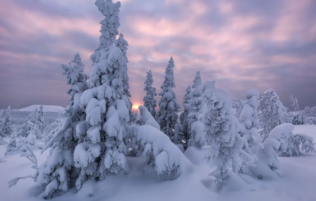 Фото обои зима, снег, деревья, пейзаж, природа, рассвет, ели, сугробы