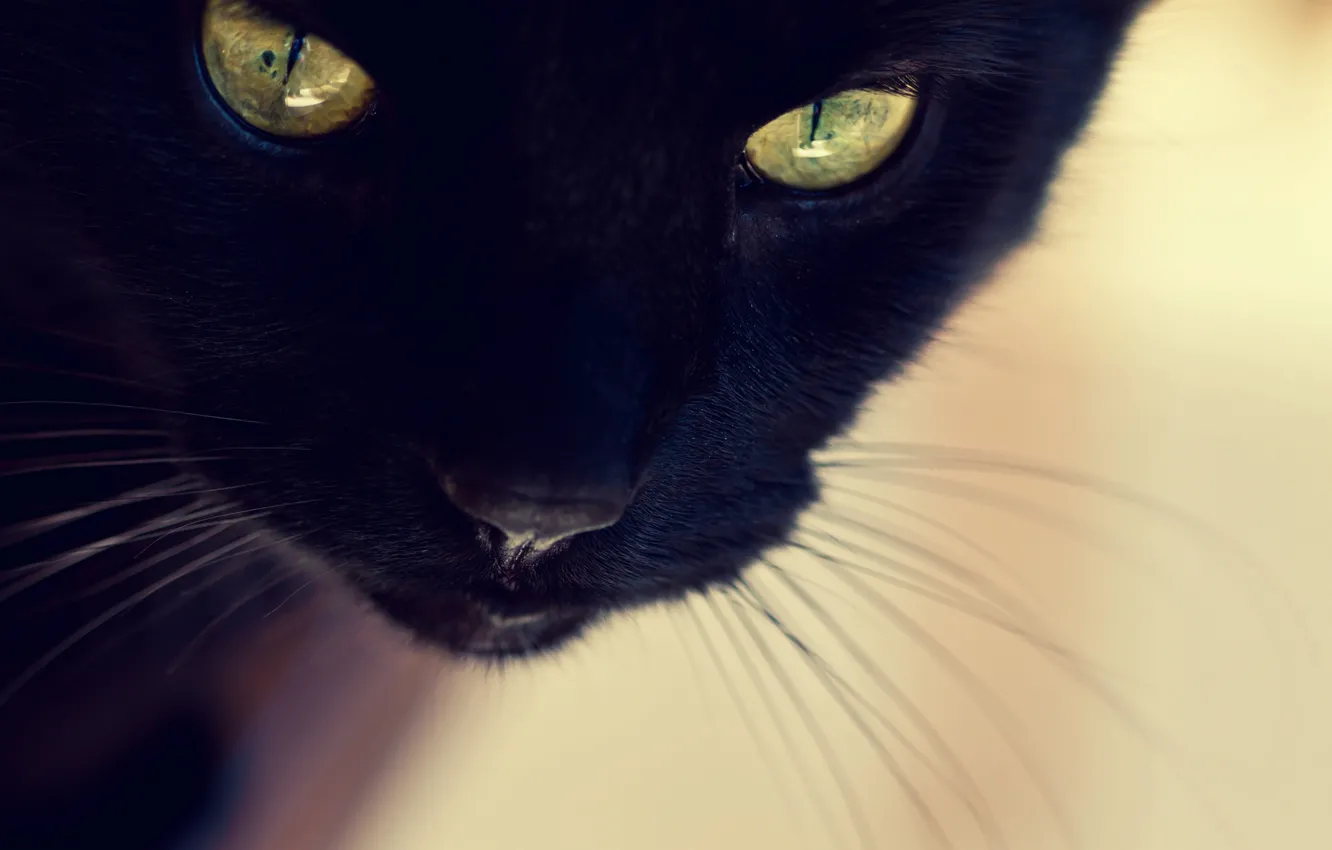 Фото обои кошка, кот, морда, черная