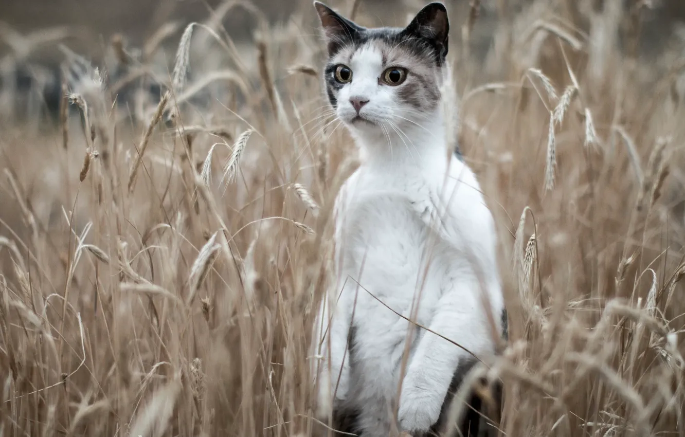 Фото обои поле, кот, колосья, стойка, кот-сурикат